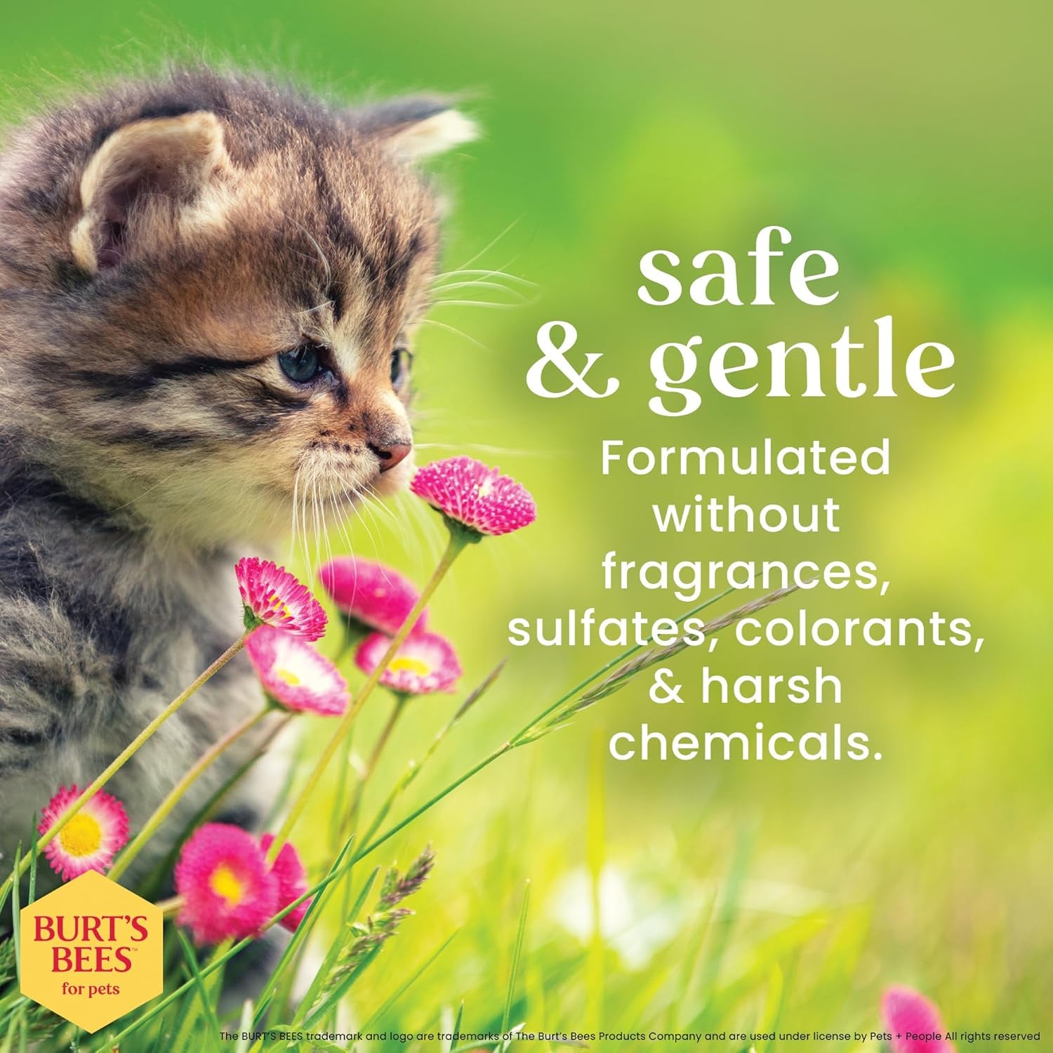 Tearless Kitten Shampoo with Buttermilk and Honey, 99% Natural Origin Gentle Cat Shampoo for Sensitive and Itchy Skin, Ph Balanced and Fragrance-Free, 10 Fl Oz