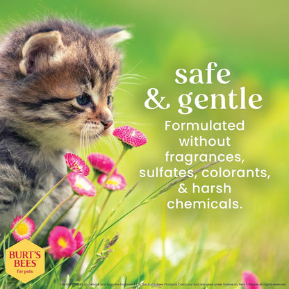 Tearless Kitten Shampoo with Buttermilk and Honey, 99% Natural Origin Gentle Cat Shampoo for Sensitive and Itchy Skin, Ph Balanced and Fragrance-Free, 10 Fl Oz