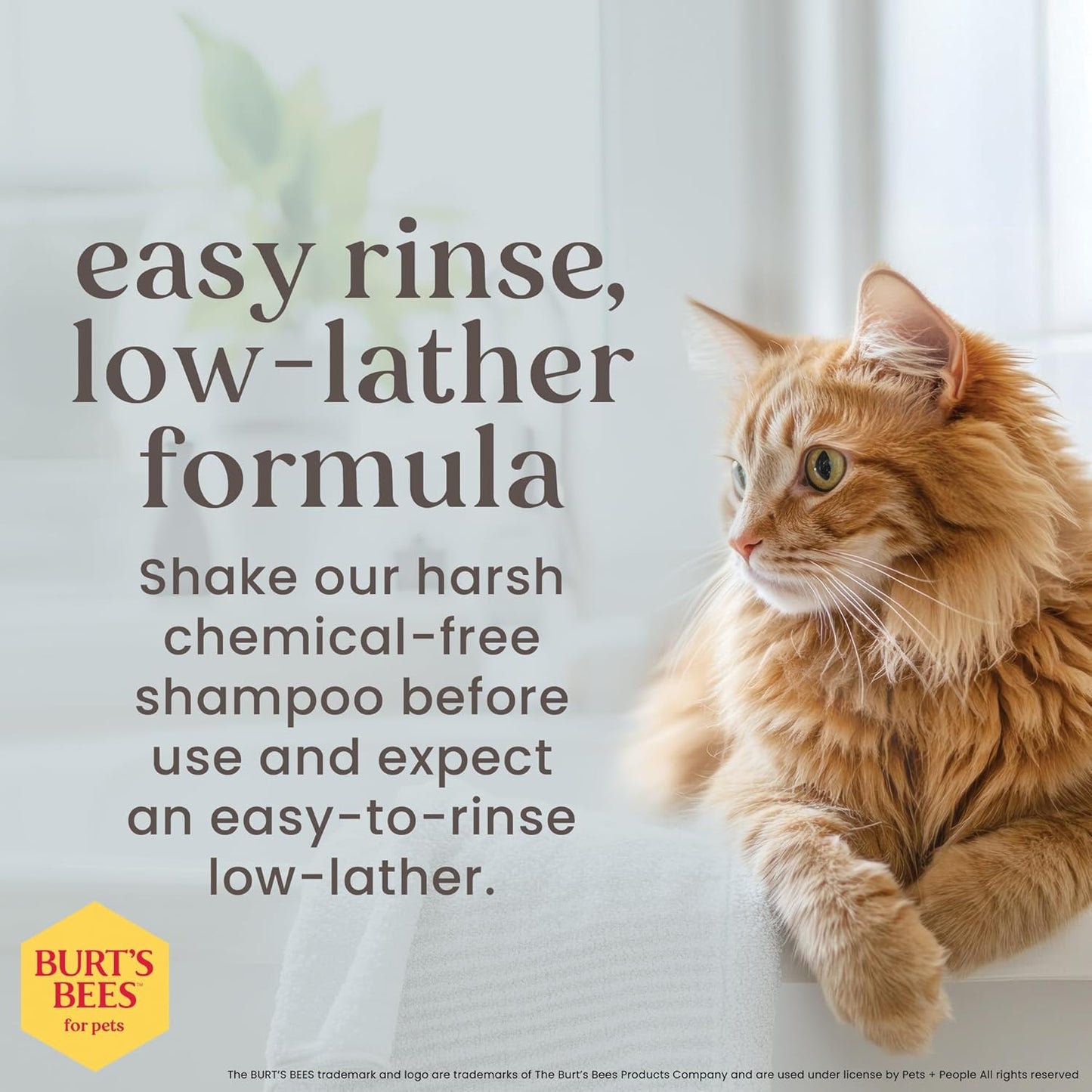 Tearless Kitten Shampoo with Buttermilk and Honey, 99% Natural Origin Gentle Cat Shampoo for Sensitive and Itchy Skin, Ph Balanced and Fragrance-Free, 10 Fl Oz