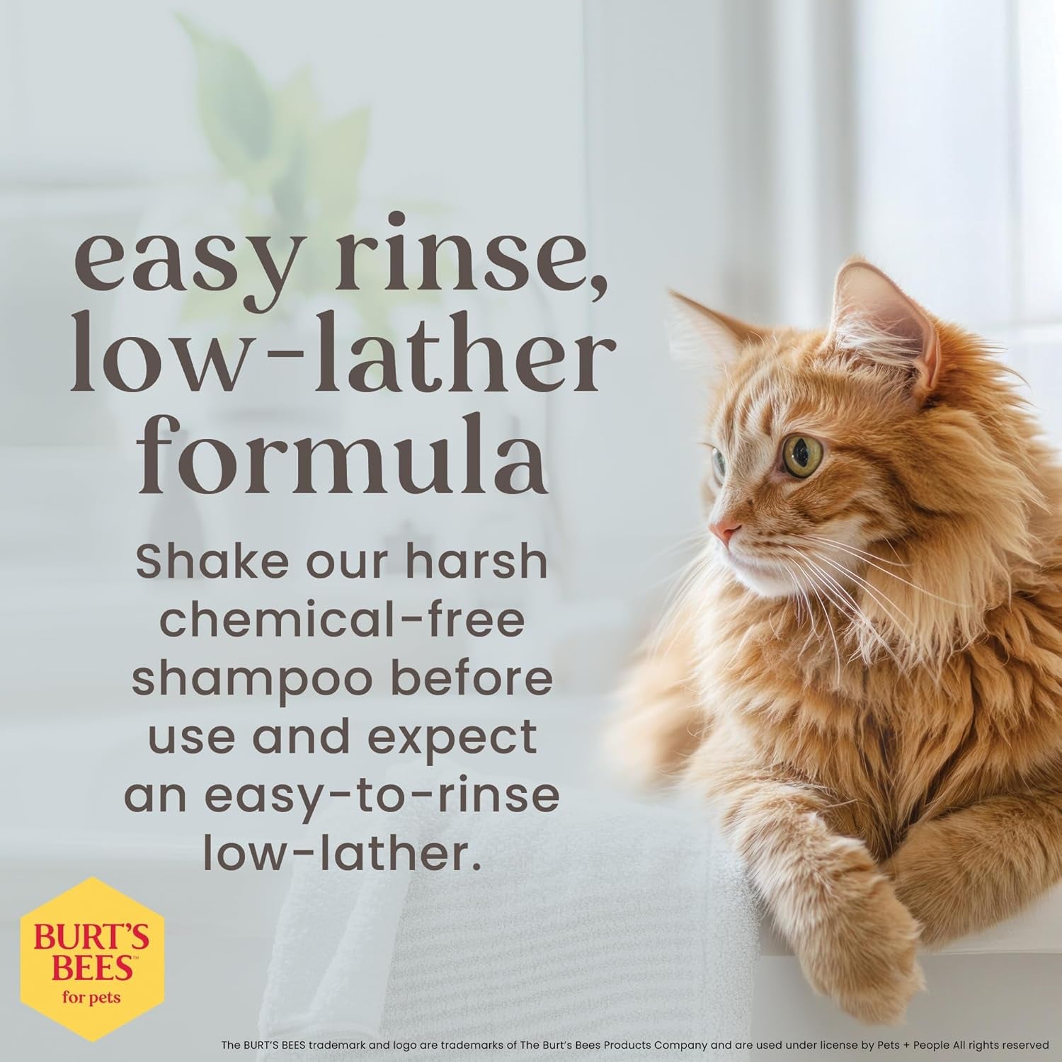 Tearless Kitten Shampoo with Buttermilk and Honey, 99% Natural Origin Gentle Cat Shampoo for Sensitive and Itchy Skin, Ph Balanced and Fragrance-Free, 10 Fl Oz